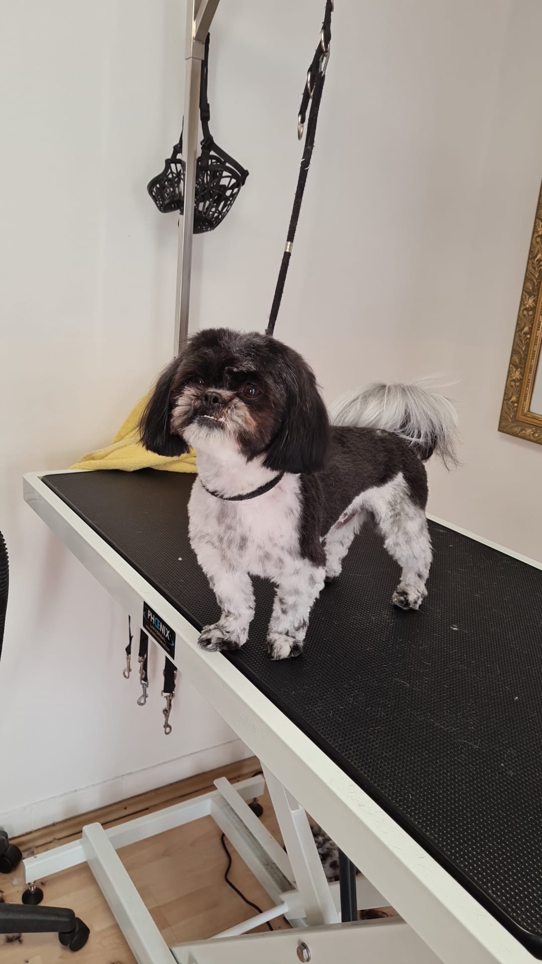 Schwarz-weißer Shih Tzu im Salon La Chic vor dem Goldrahmen-Spiegel