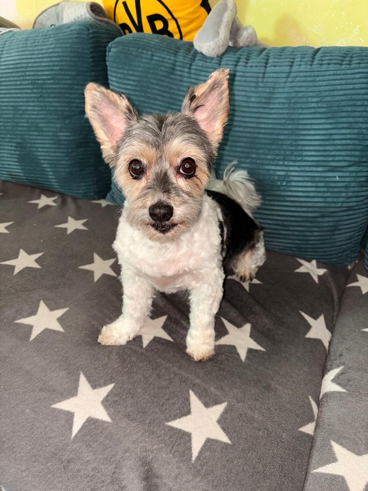 Terrier-Mix entspannt zuhause auf dem Sofa nach dem Salonbesuch
