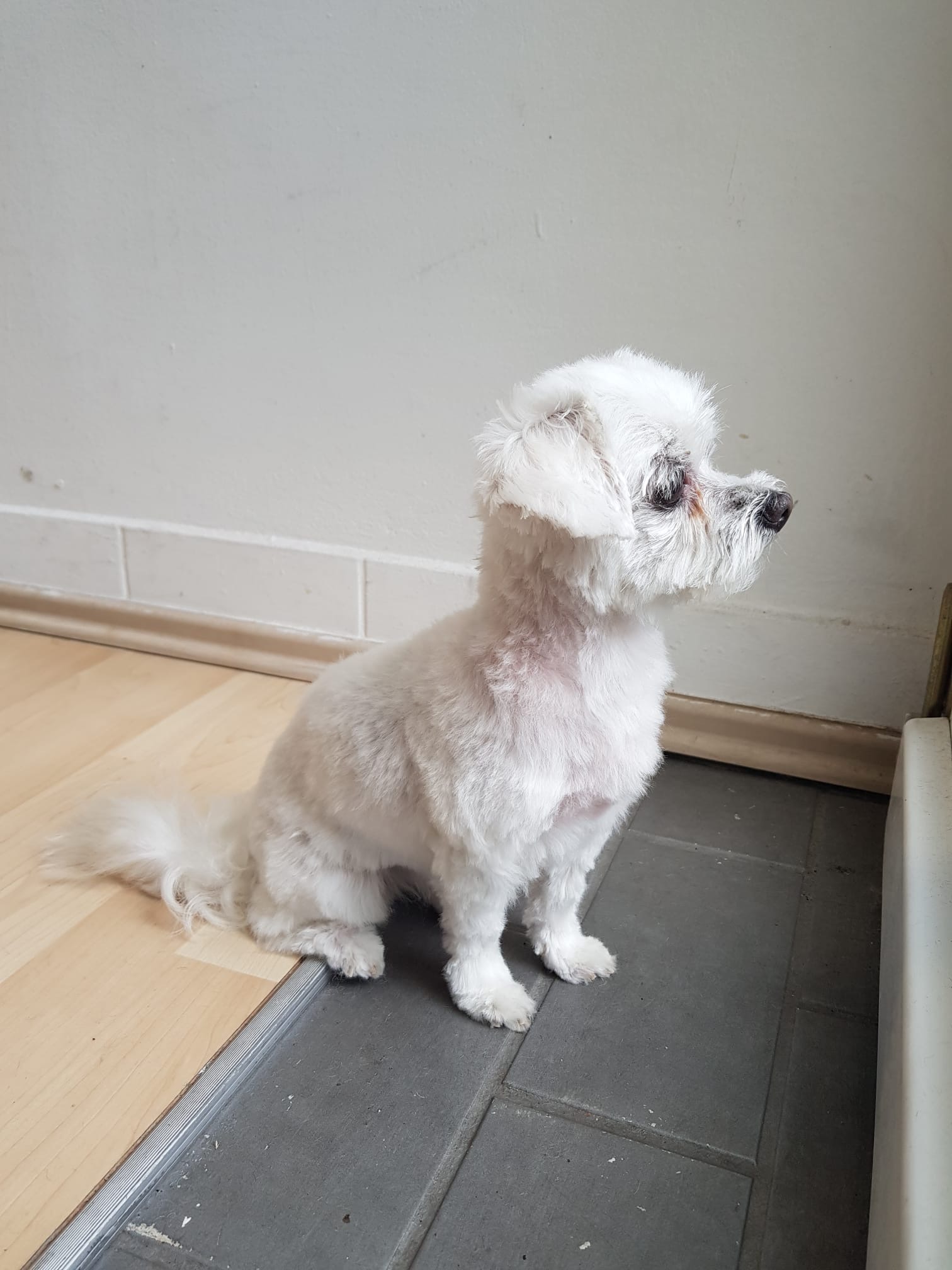 Kleiner weißer Hund mit Hängeohren zuhause nach dem Salonbesuch